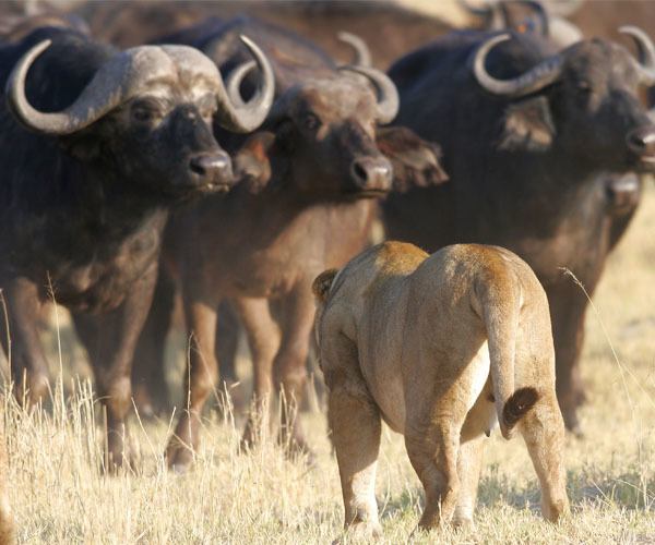 Untamed Botswana: an unparalleled wilderness experience