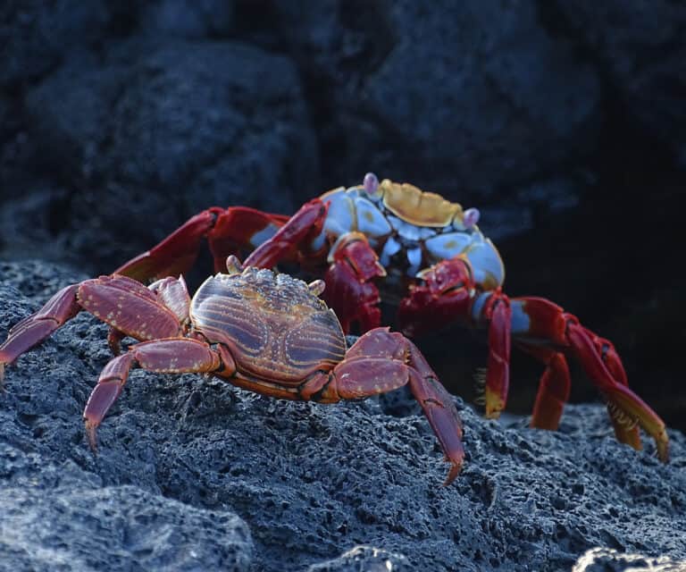 The top 6 luxury cruises in the Galápagos Islands for private charter