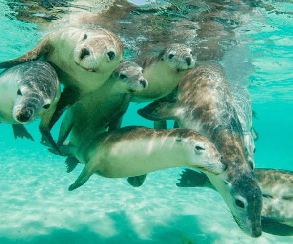 5 reasons why a Galapagos cruise program is a unique experience